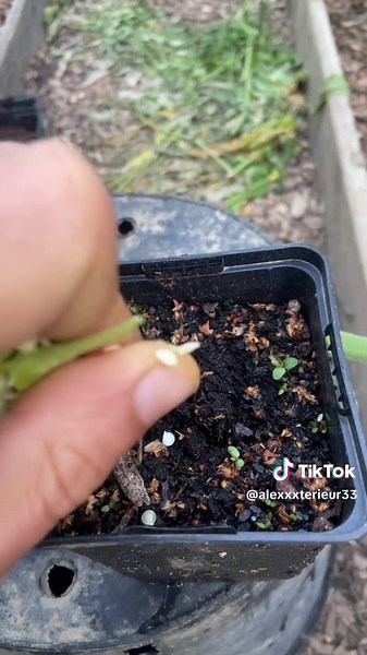 Conseils de jardinage pour la culture des poivrons en potager