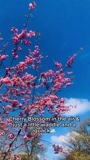 The magic of springtime for calming your mind and enjoying the beauty of nature#cherry#nature#peace