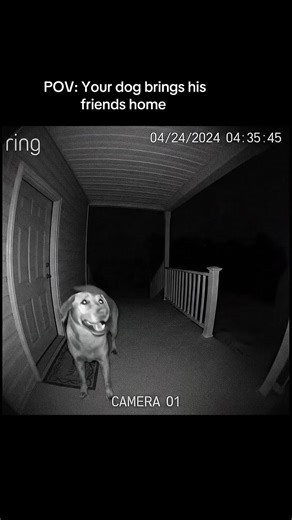 POV your dog brings his friends home and you catch this on your ring doorbell #viral #dog #ringdoorbell #fyp