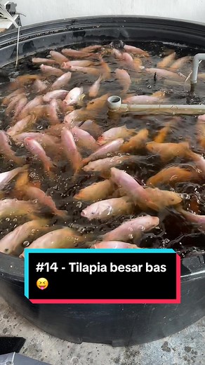 DIY Tilapia Fish Farming System | Harvesting Fish in Tank