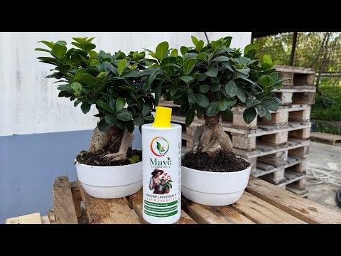 Growing a ginseng ficus bonsai: watering and fertilizing
