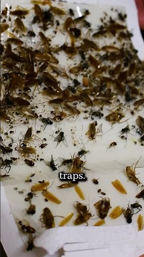 How to Get Rid of a Cockroach Infestation 🪳