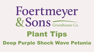 Plant Tips: Deep Purple Shock Wave Petunia