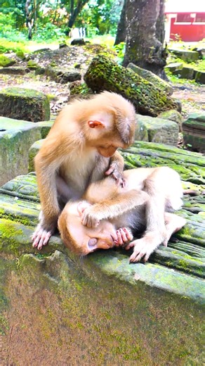 8.9K views · 456 reactions | Sad Life! This little abandoned monkey is having a really sad and sorrowful life | Monkey Magic | Facebook