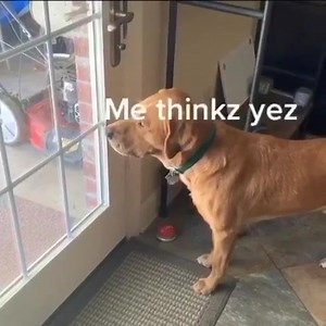 495K views · 97 shares | Smart fella needs an outdoor adventure | Doggos Doing Things | Facebook