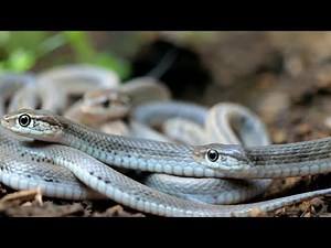 Discover the Cutest Baby Snakes!