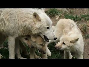 The Secret Life of Wolves 🐺 | Amazing Facts You Didn’t Know!