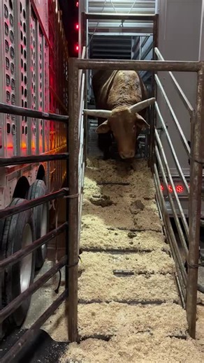 BULLS ARE HERE #pbr #boston #unleashthebeast #buckingbulls | bull