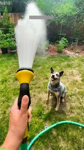 Funny Pets 🐕 Cat videos Compilation 😅 # Episode 7650