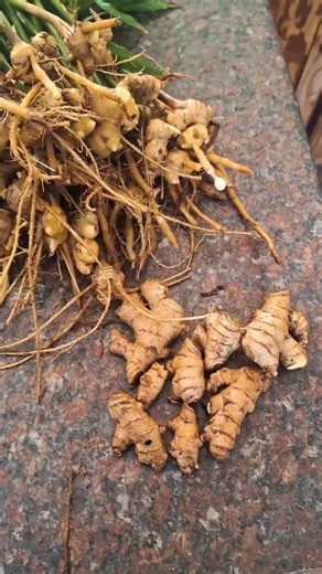 not just fruit!!! #urbanfarming #spinach #beetroot #ginger #growyourownfood #organic