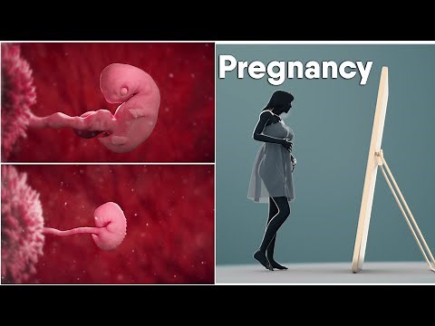 pregnancy|The First Trimester|Dandelion team