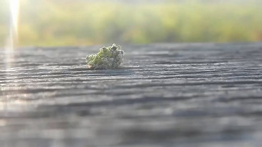 1.6K views · 66 reactions | Check out the camouflage on this green lacewing larva (family Chrysopidae) I found on the boardwalk! Some larvae of this family are debris carriers, collecting debris and food remains on their backs to hide from birds and perhaps sneak their way into aphid colonies! - Randi Bowman, Research Intern #CorkscrewSwampSanctuary #AudubonFL #invertebrates | Audubon's Corkscrew Swamp Sanctuary | Facebook