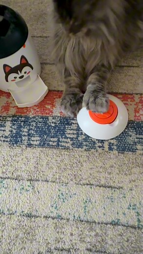 825K views · 10K reactions | We’ve created a little monster cat. #funnycatvideos #cutecatvideos #cattreattoy | Rocco and the kitty cats | Facebook