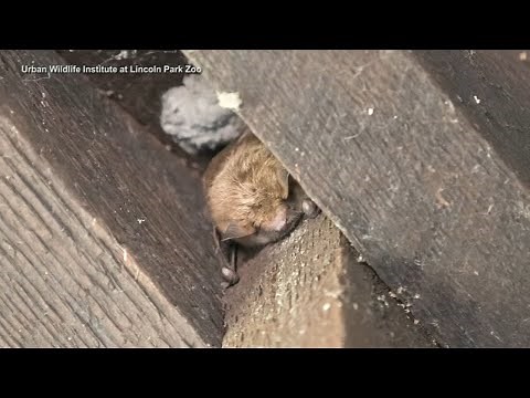 Spring Grove man dies of rabies, 1st human case in 67 years