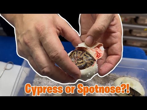 Cypress and Spotnose Combos?! #snakes #eggcutting #ballpython