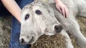 WJXT4 Heather Leigh - CHECK THIS VIDEO OUT! A 2 headed cow was born in Baker County over the weekend. I went to see for myself, and will have a full report at 6pm! | WJXT4 The Local Station / News4JAX