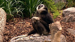 Calgary Zoo introduces two new species to the Gateway to Asia exhibit