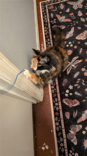 Red string blue string One string one string? #melissatcat #cute #observetrueblack #shorts