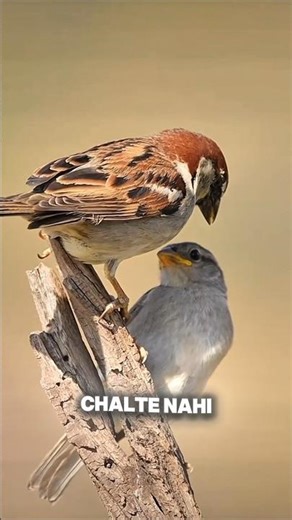 Why are birds jump Walk