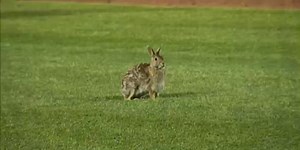 Confused rabbit causes lengthy, and irresistible, delay in Minor League game