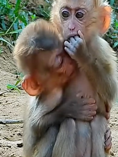 Sad baby monkey Cheko and Santa cry for milk and can_t find their sister to bring them | Monkey LOTA