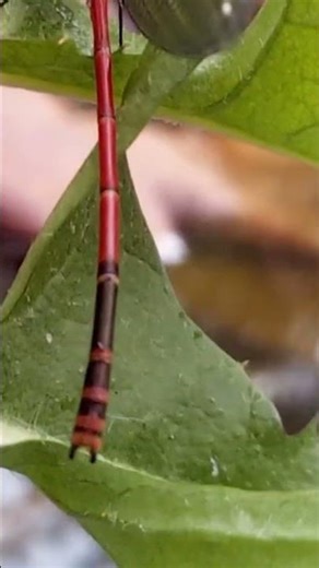 Schon gewusst? Frühe Adonislibelle – bin zwar klein, mit gelben Strich und Fangborsten! #Insekten