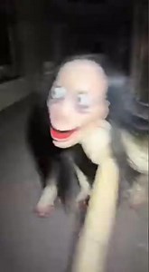 Who put these Momo dolls here??