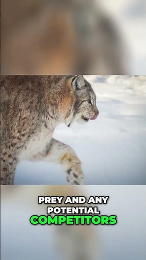 How Lynx Survive Winter (and Why They’re Going Extinct)