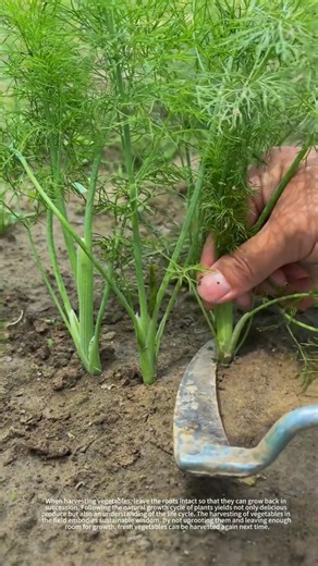 Fresh vegetable harvesting process