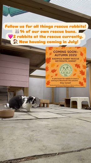 Follow us for all things rescue rabbits! 🐰🐰🐰🐰🐰🐰🐰🐰🐰🐰🐰🐰🐰🐰🐰🐰🐰🐰🐰🐰🐰🐰🐰🐰🐰🐰🐰🐰🐰🐰🐰🐰🐰🐰🐰🐰🐰🐰🐰 🩷14 Our our own residents/rescue buns. 💚2 Rabbits in Rescue currently …… Mildred is ready for adoption and Penny is finding confidence and gaining weight. 🏡New housing coming in July 2025, Courtesy of @jimmys_shed …….. which is so exciting! | Radipole Rabbit Rescue