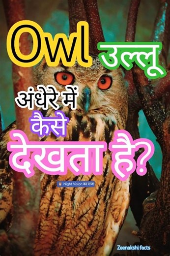 How do owls see in the dark? 🦉 The secret of night vision!