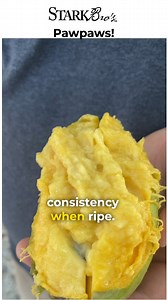 28 reactions · 5 comments | Pawpaw season is in full swing! Do you have any of these natives growing? How about any of our grafted cultivars? Our pawpaw trees were bred for not just resilience, but for larger fruits with smaller seeds! Start growing your own pawpaws by planting some this fall. Be sure to grab 2 different varieties for cross pollination. #pawpaw #pawpawfruit #native #graftedfruittrees #pawpawtrees #nativefruit #nativetrees #homestead | Stark Bro's Nurseries | Facebook