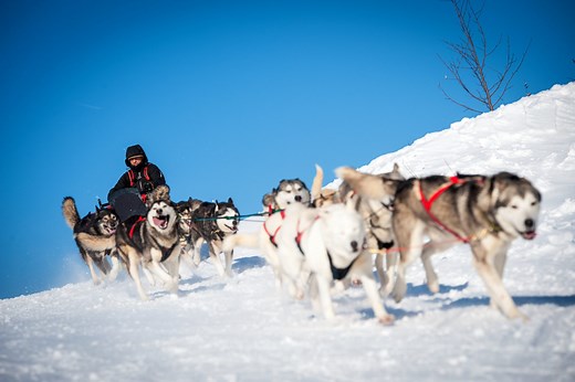 Chiens de traineau Jura, Balade chiens de traîneau - Jura Tourisme