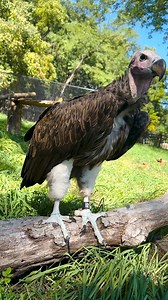 7.5K views · 289 reactions | International Vulture Awareness Day shines a spotlight on these highly important yet misunderstood birds. The lappet-faced vultures here at the Zoo are the largest vultures from Africa but are endangered, facing a declining population. #VultureDay brings attention to their vital roles in our ecosystems.  | The Maryland Zoo in Baltimore | Facebook