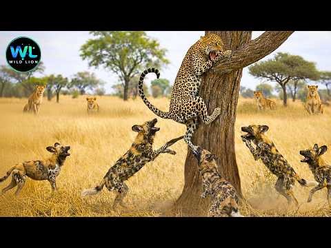 Leopard vs Wild Dogs – The Relentless Battle For Food And Territory | Animals Documentary