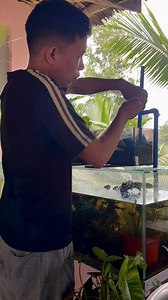 Sump Filter Installation.🥰 #Fyp #SumpFilter #Fishkeeper | GuppyKoi