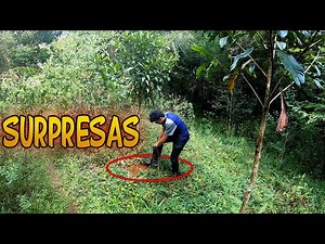 Detectando reliquias na Floresta