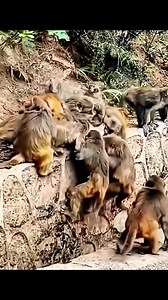 Wildlife activities #WildlifeGeography | Animals Geography