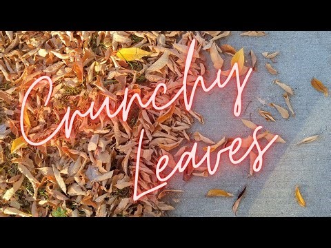 Leaf Crunching Footsteps | ASMR | No Talking