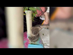 Adorable Baby Koala Makes Its First Attempt at Climbing