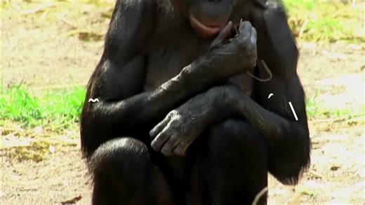 14K views · 225 reactions | Bonobos share a syntactic capacity with humans, according to a new study by researchers from the University of Zurich. The research suggested that these primates may communicate in a similar way to how humans form sentences. | Reuters | Facebook