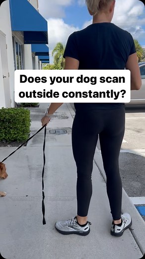 Does your dog scan outside constantly?#dogtraining #puppiesofinstagram #dogsofinstagram | Lucky Dog Training Club