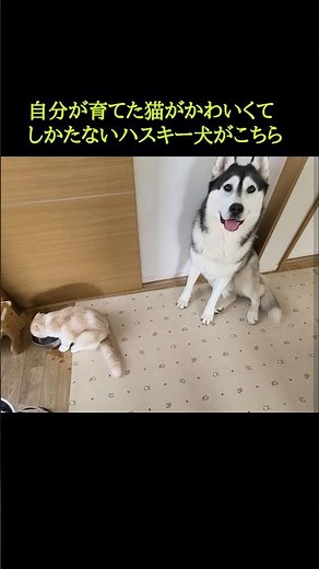 自分が育てた猫がかわいくてしかたないハスキー犬がこちら...