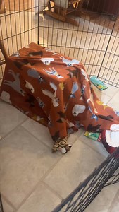 Colette demonstrates crate training #puppyperfectionist #cavapoo #foundationstraining | Puppy Perfectionist