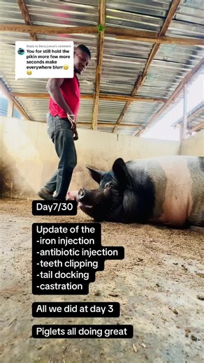 Replying to @Deco_Lexus Day7/30 Update of the -iron injection -antibiotic injection -teeth clipping -tail docking -castration All we did at day 3 Piglets all doing great #fyp #viral #farmlife #pigfarming #pig