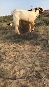 🎬 Video Title: Beautiful Goat