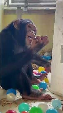 Chimpansee Giggi maakt stappen bij AAP! - Stichting AAP