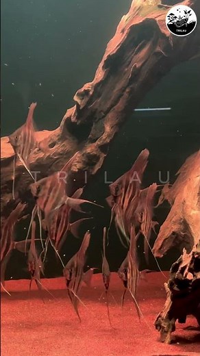 Majestic Altum Angelfish at Nano Fish Corner | TRILAU