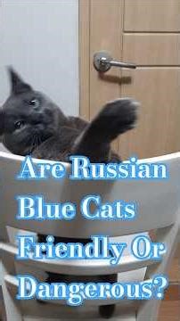 Are Russian Blue Cats, Cool or Violent? As Hypoallergenic Cats, Are They Mischievous Or Trainable?