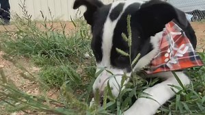 Perfect Pet | Meet Baxter the Border Collie!